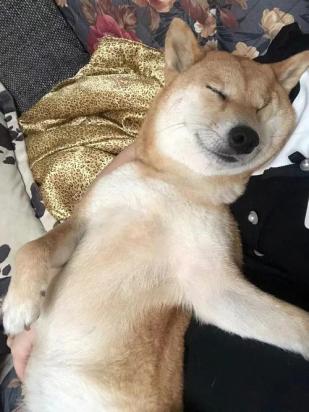狗狗睡眠不足的表现有哪些-图1