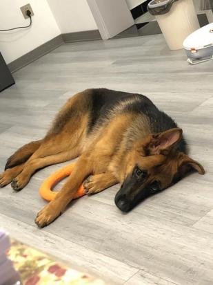 狗狗睡不踏实老换位置是怎么回事-1