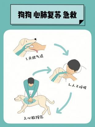 狗狗呼吸困难怎么办-图1