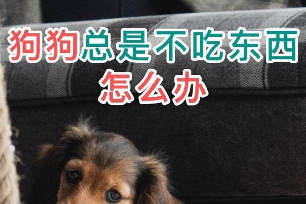 两个月的小狗啥东西不能吃