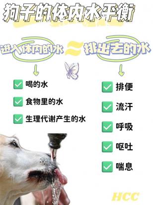 狗狗多长时间喝一次水-图1