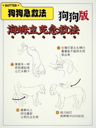 狗的细小在家自救的方法-图1