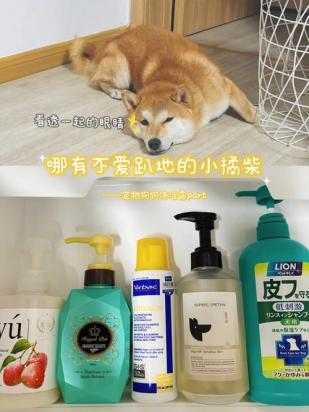 柴犬洗澡可以用人的沐浴露吗-图1