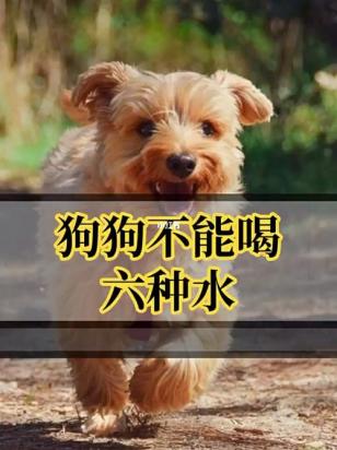 2个月幼犬不喝水怎么办-图1