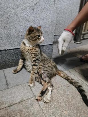 猫神经受损后肢瘫痪多久恢复-图1