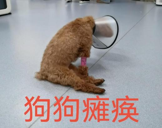 狗狗一夜之间瘫痪怎么回事
