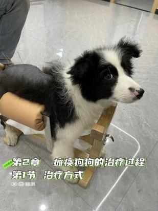 狗狗神经性瘫痪了怎么治疗-图1