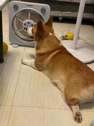 狗焦躁不安满屋溜达是怎么回事