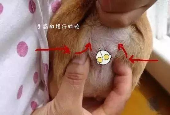 可以给狗狗洗肛门吗-图1
