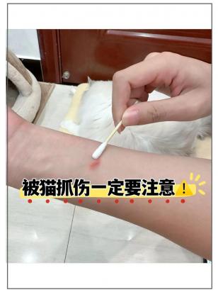 狗狗被别人的狗咬了怎么办啊-图1