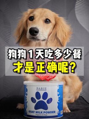 狗狗一天吃两顿的最佳时间