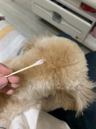 狗狗洗澡耳朵进水了怎么办-图1