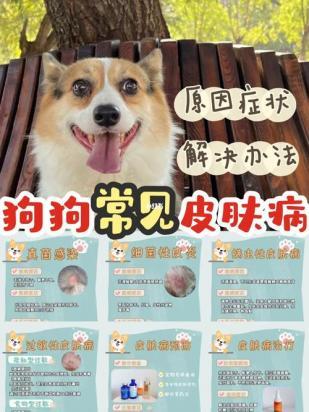狗狗的皮肤是酸性还是碱性-图1