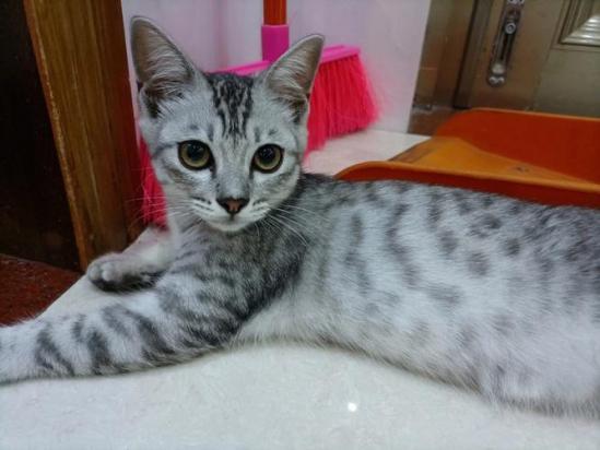 3个月的异国短毛猫好养活吗-图1