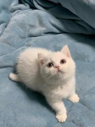 3个月的新加坡猫好养活吗-图1