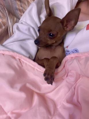 3个月的小鹿犬好养活吗
