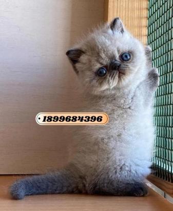 3个月的喜马拉雅猫好养活吗-图1