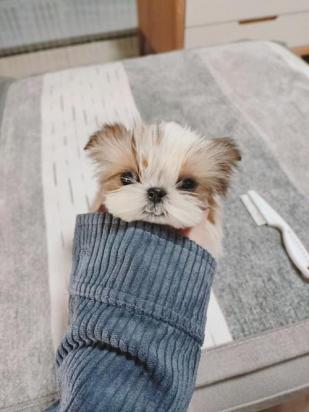 3个月的西施犬好养活吗-图1