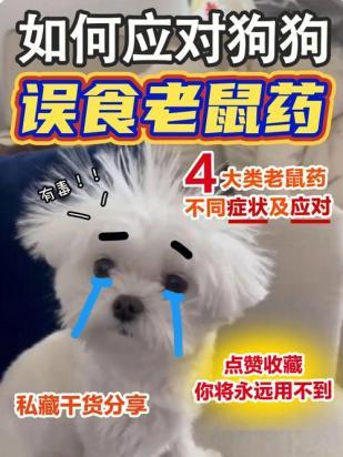 狗吃了老鼠药怎么办-图1