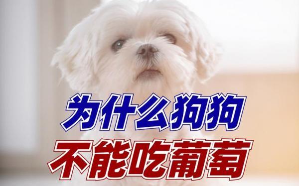 小狗狗为什么不能吃葡萄-图1