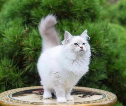 3个月的西伯利亚猫好养活吗-图1
