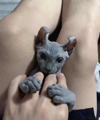 3个月的斯芬克斯猫好养活吗-图1