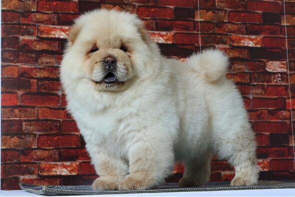 3个月的松狮犬好养活吗-图1