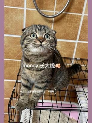 3个月的苏格兰折耳猫好养活吗-图1