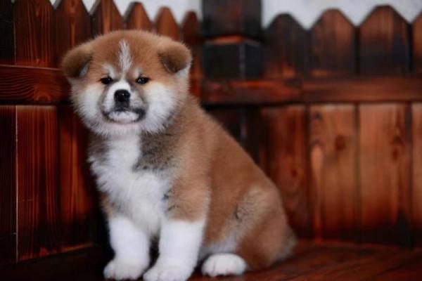 3个月的秋田犬好养活吗-图1