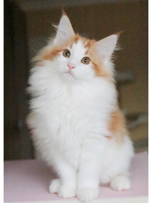 3个月的挪威森林猫好养活吗-图1