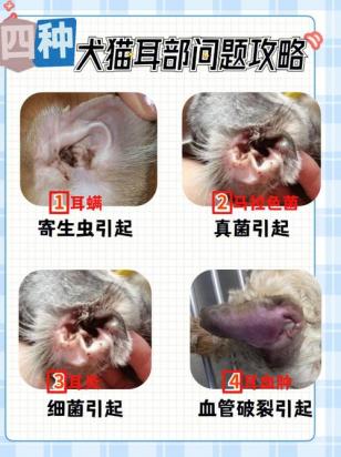 狗耳螨用碘伏很有效果吗-图1