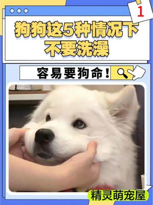 给狗洗澡什么都不用可不可以-图1