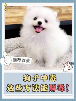 狗中毒了喝牛奶解毒可以吗-图1
