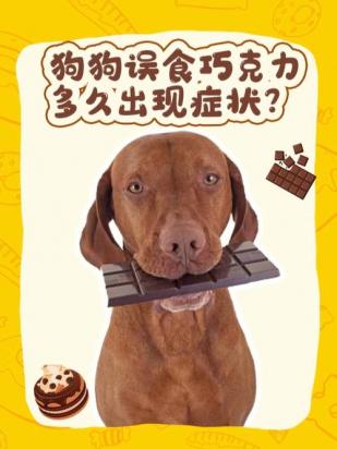 狗狗为什么吃巧克力会中毒-图1