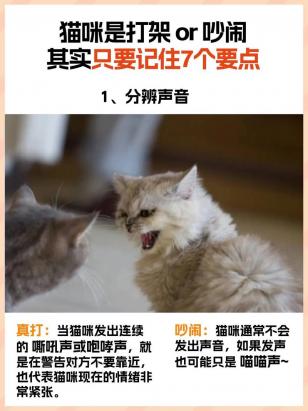 怎样能让猫咪晚上不吵闹-图1