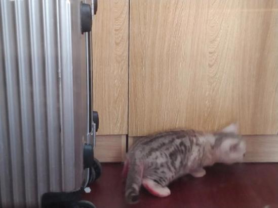 怎么消除小猫刚到家的恐惧感-图1