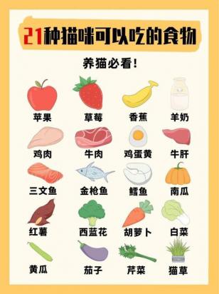 幼猫吃什么食物比较好-图1