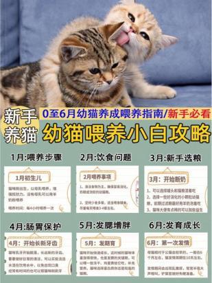 幼猫晚上几点停止喂食-图1