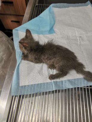 小猫崽不喝奶奄奄一息怎么办-图1