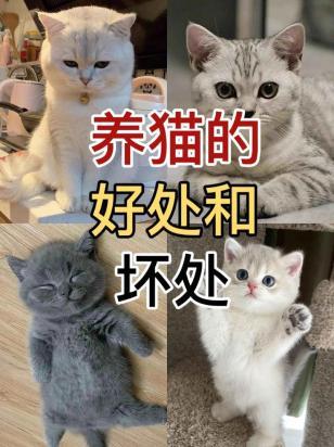 英短猫的好处和坏处-图1