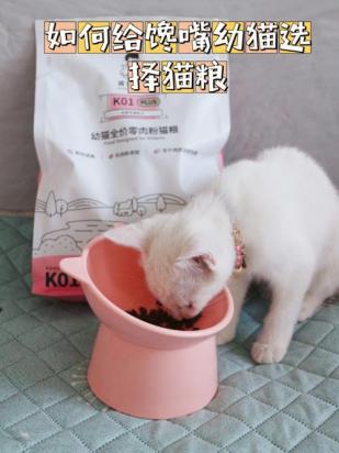 睡觉之前要给猫咪放猫粮么-图1