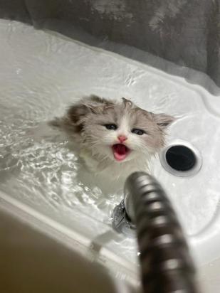 小猫多久可以洗澡？-1