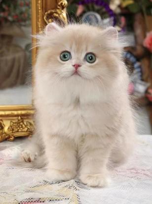 英国长毛猫叫什么名字比较好听