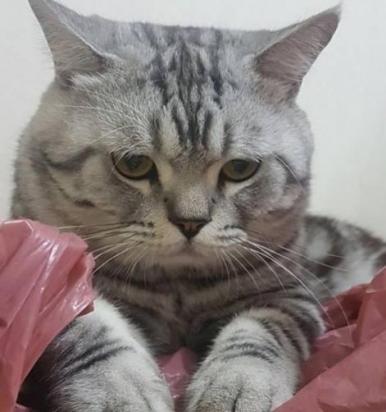 美国卷耳猫认错的表现-图1