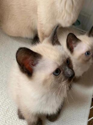 20天的暹罗猫能送人吗-图1