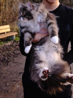 20天的西伯利亚猫能送人吗-图1