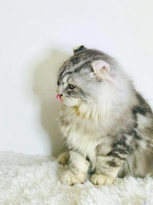 美国卷耳猫不吃东西怎么回事