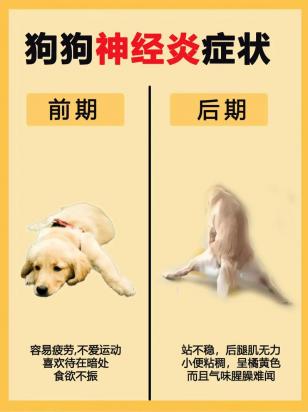 狗吃了甲钴胺后腿还是软软的是怎么回事-图1