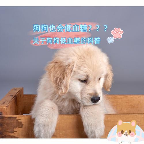 狗狗低血糖的症状或表现-图1