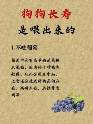 狗狗喝葡萄糖的正确方法-图1